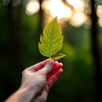 Firefly Eine Hand hält eine zarte Pflanze, eher ein Blatt. Im Hintergrund unscharf etwas Wald oder N